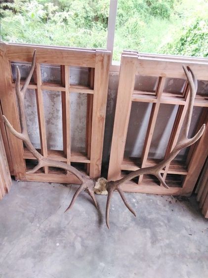 🏛🏛🏛.เอลก์ USA.ให้ติดต่อไลน์kaideeจะบล็อค. รูปที่ 15