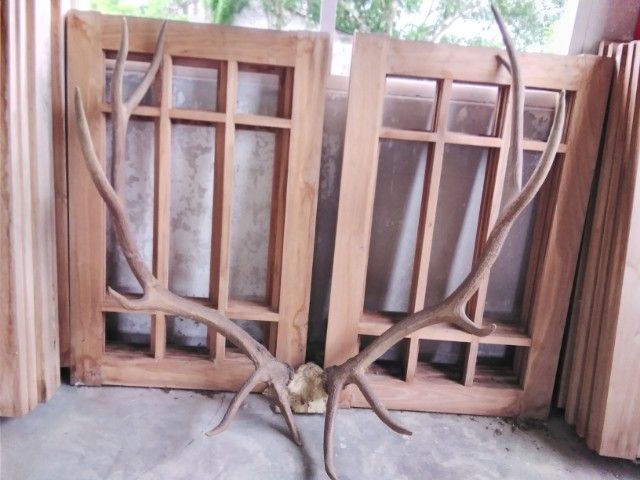 🏛🏛🏛.เอลก์ USA.ให้ติดต่อไลน์kaideeจะบล็อค. รูปที่ 12