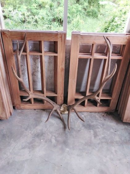 🏛🏛🏛.เอลก์ USA.ให้ติดต่อไลน์kaideeจะบล็อค. รูปที่ 17