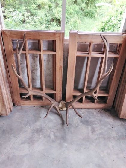 🏛🏛🏛.เอลก์ USA.ให้ติดต่อไลน์kaideeจะบล็อค. รูปที่ 18