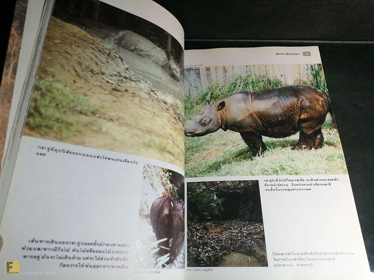 หนังสือ สัตว์ป่าเมืองไทย ก่อนจะเหลือเพียงความทรงจำ (ฉบับพิเศษ3) หนังสือเก่า หนังสือมือสอง หนังสือหายาก หนังสือสัตว์ หนังสือสารคดี รูปที่ 6