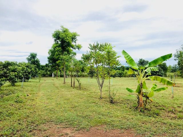 ขายที่โฉนดติดถนนลาดยาง แก่งกระจาน เพชรบุรี