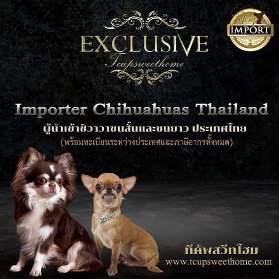 ชิวาวา (Chihuahua) เล็ก 🚩ผู้นำเข้าชิวาวา ประเทศไทย