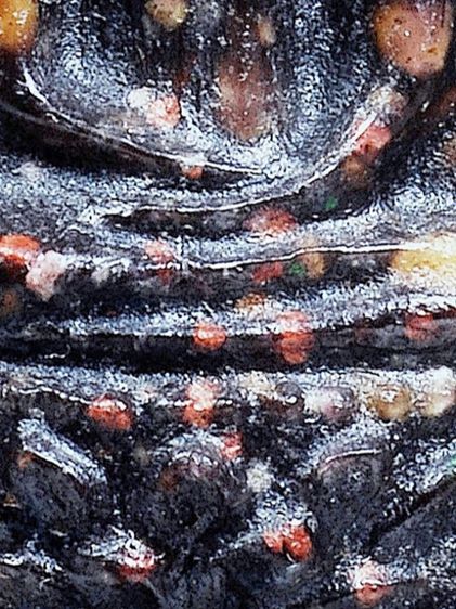 NO.1 ให้เช่า มรดกบ้าน สวยระดับติดเบอร์ พระสมเด็จจิตรลดา(พระกำลังแผ่นดิน) ปี 09 รูปทรง 3 เหลี่ยมหน้าจั่ว พิมพ์ใหญ่ แก่มวลสาร หายาก รูปที่ 18