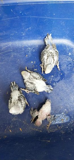 ขายลูกป้อนนกหงส์ฮอลแลนด์ผสมอังกฤษสีม่วงหน้าเหลือง..สนใจโทร 0929135288 รูปที่ 8