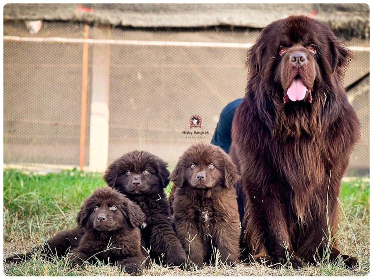 ลูกสุนัขนิวฟาวแลนด์ เกรดนำเข้า พร้อมใบ รูปที่ 5