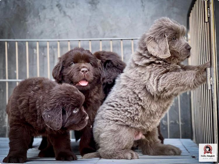 ลูกสุนัขนิวฟาวแลนด์ เกรดนำเข้า พร้อมใบ รูปที่ 4