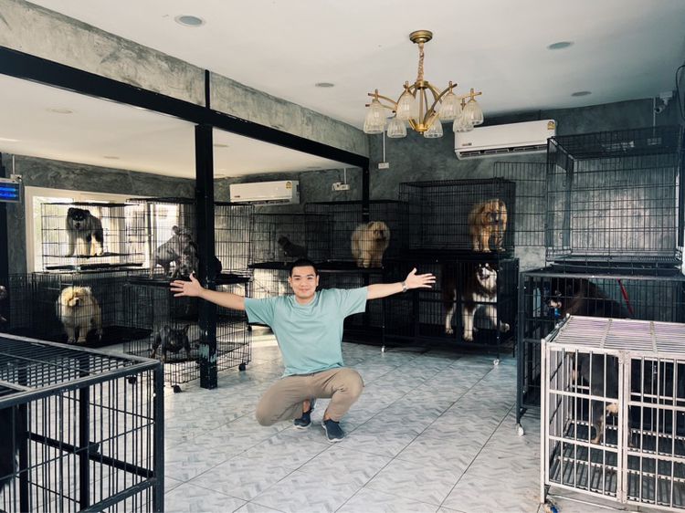 ลูกสุนัขนิวฟาวแลนด์ เกรดนำเข้า พร้อมใบ รูปที่ 6