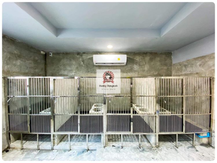 ลูกสุนัขนิวฟาวแลนด์ เกรดนำเข้า พร้อมใบ รูปที่ 7