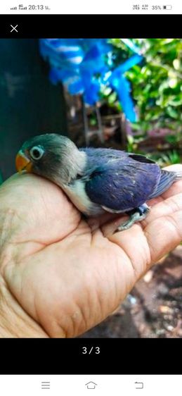 ขายลูกป้อนนกเลิฟเบิร์ดม่วงน้ำเงินหัวดำ รูปที่ 6