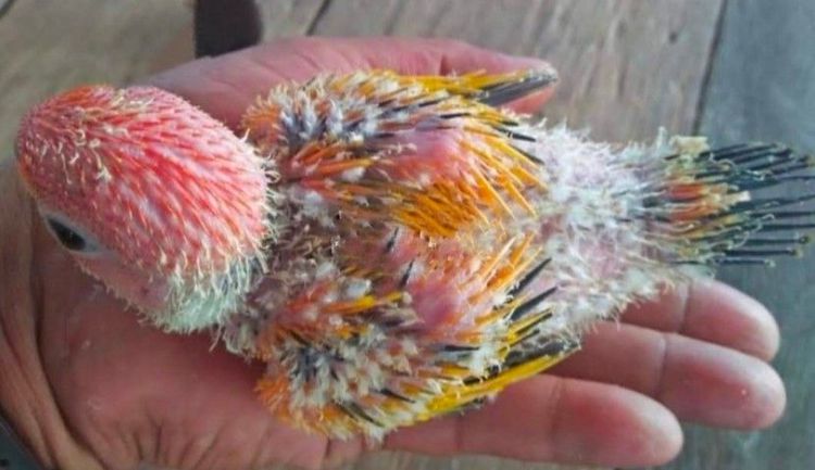 ขายลูกป้อนซันคอนัวร์.ขนติดพาย..สีเหลืองทั้งตัวตั้งเเต่เป็นลูกป้อน..สนใจโทร 0929135188 รูปที่ 2