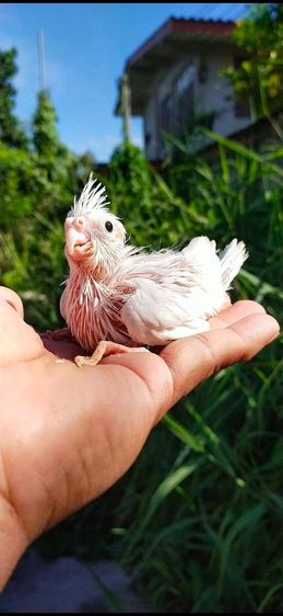 ขายลูกป้อนนกค๊อกเทลสีเข้ม รูปที่ 6