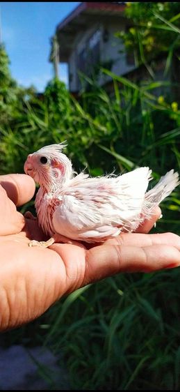 ขายลูกป้อนนกค๊อกเทลสีเข้ม รูปที่ 7