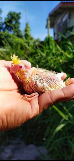 ขายลูกป้อนนกค๊อกเทลสีเข้ม รูปที่ 10