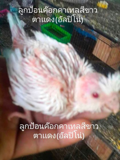 ขายลูกป้อนนกค๊อกคาเทลสีขาวล้วนตาเเดง(อัลปิโน่)โทร 0929135188 รูปที่ 2