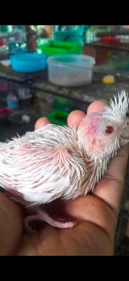 ขายลูกป้อนนกค๊อกคาเทลสีขาวล้วนตาเเดง(อัลปิโน่)โทร 0929135188 รูปที่ 3