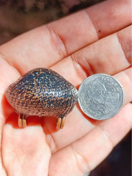 เบี้ยแก้หลวงปู่เจือยุคต้น รูปที่ 9