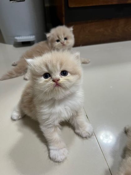 เปอร์เซีย (Persian) ลูกแมวเปอร์เซรบ