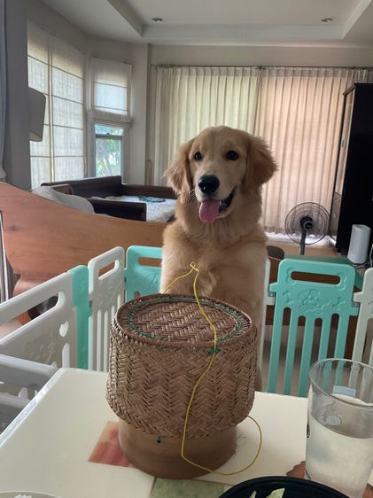 คอกหมาทรงสูง รูปที่ 3