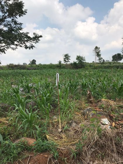 ที่ดินเปล่าปากช่อง รูปที่ 2