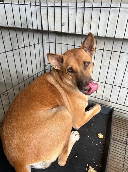 น้องหมาเฝ้าบ้าน เฝ้าสวน รูปที่ 2