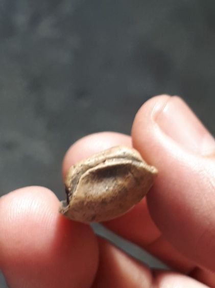 พระบาง กรุวัดพระคงฤาษี จังหวัดลำพูน เนื้อดินเผา สีพิกุล พิมพ์ คม ชัด ผิวมัน เดิมๆ พระองค์นี้สภาพสวย สมบูรณ์ เก่ามาก แท้ หายากมาก สุดๆเลย พร้ รูปที่ 12