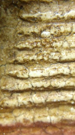 พระสมเด็จวัดระฆัง  รูปที่ 14