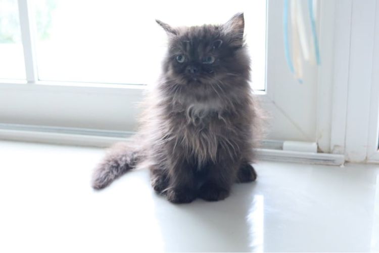เปอร์เซีย (Persian) ขายน้องแมวเปอร์เซียสีดำ