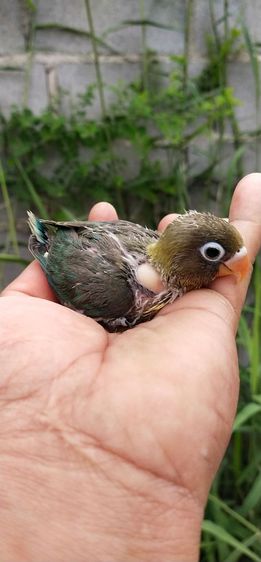 ขายลูกป้อนนกเลิฟเบิร์ด โทร 0929135188 รูปที่ 8