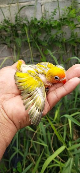 ขายลูกป้อนนกเลิฟเบิร์ด โทร 0929135188 รูปที่ 9