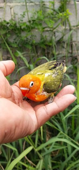 ขายลูกป้อนนกเลิฟเบิร์ด โทร 0929135188 รูปที่ 5