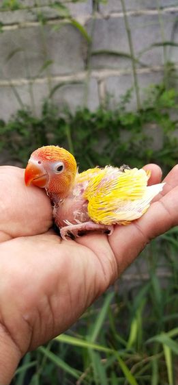 ขายลูกป้อนนกเลิฟเบิร์ด โทร 0929135188 รูปที่ 3