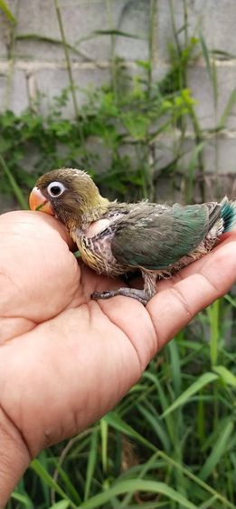 ขายลูกป้อนนกเลิฟเบิร์ด โทร 0929135188 รูปที่ 4