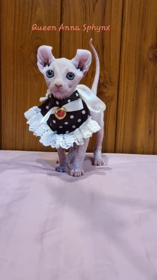 ลูกแมวSphynx(Elf cat) ขายาว หูพลิก มีเชื้อขาสั้น เพศเมีย