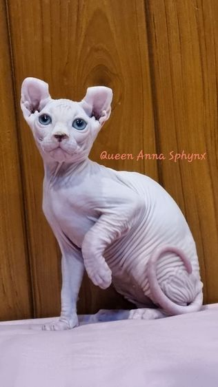 สฟิงซ์  (sphynx) ลูกแมวSphynx(Elf Cat)ขายาว หูหลิก มีเชื้อขาสั้น เพศผู้