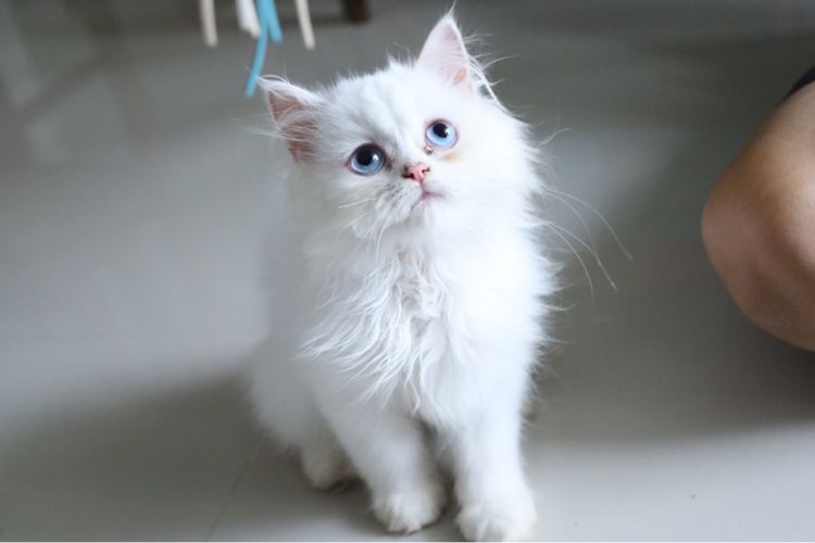 ขายน้องแมวสีขาวตาฟ้า รูปที่ 4