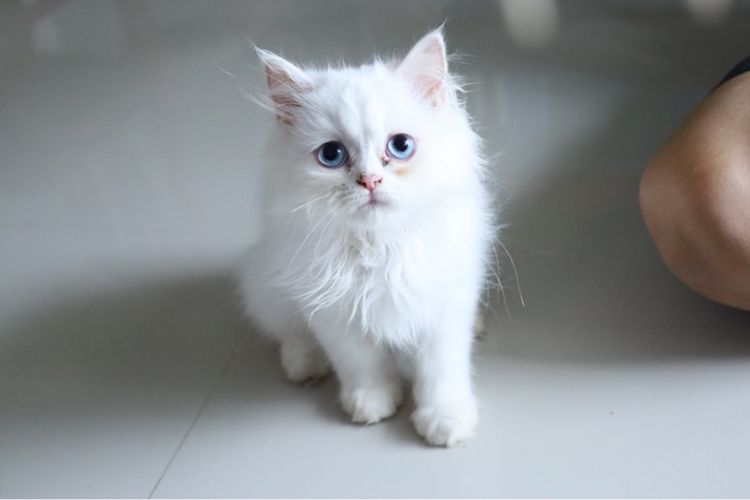 ขายน้องแมวสีขาวตาฟ้า รูปที่ 7