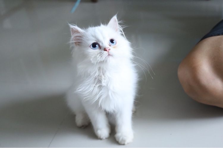 ขายน้องแมวสีขาวตาฟ้า รูปที่ 9