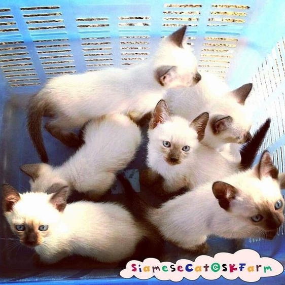 (เปิดจองลูกแมววิเชียรมาศ) แมวมงคลไทยโบราณ Siamese Cat รูปที่ 8