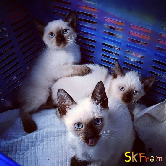 (เปิดจองลูกแมววิเชียรมาศ) แมวมงคลไทยโบราณ Siamese Cat รูปที่ 3