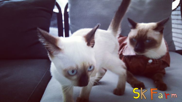 (เปิดจองลูกแมววิเชียรมาศ) แมวมงคลไทยโบราณ Siamese Cat รูปที่ 18