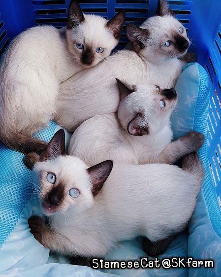 (เปิดจองลูกแมววิเชียรมาศ) แมวมงคลไทยโบราณ Siamese Cat รูปที่ 6