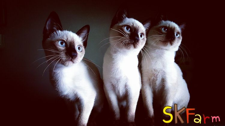 (เปิดจองลูกแมววิเชียรมาศ) แมวมงคลไทยโบราณ Siamese Cat รูปที่ 11