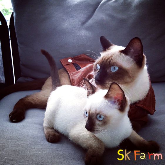 (เปิดจองลูกแมววิเชียรมาศ) แมวมงคลไทยโบราณ Siamese Cat รูปที่ 17