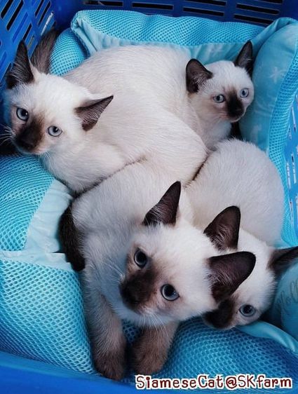 (เปิดจองลูกแมววิเชียรมาศ) แมวมงคลไทยโบราณ Siamese Cat รูปที่ 1