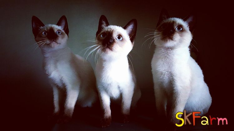 (เปิดจองลูกแมววิเชียรมาศ) แมวมงคลไทยโบราณ Siamese Cat รูปที่ 15