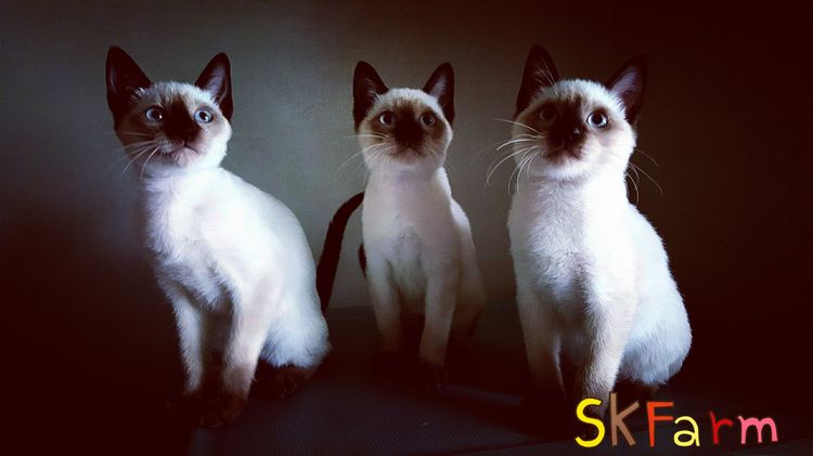 (เปิดจองลูกแมววิเชียรมาศ) แมวมงคลไทยโบราณ Siamese Cat รูปที่ 9