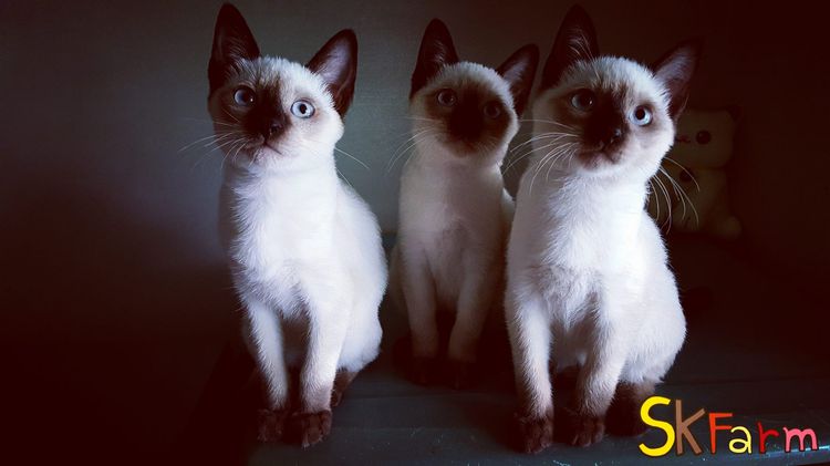 (เปิดจองลูกแมววิเชียรมาศ) แมวมงคลไทยโบราณ Siamese Cat รูปที่ 14