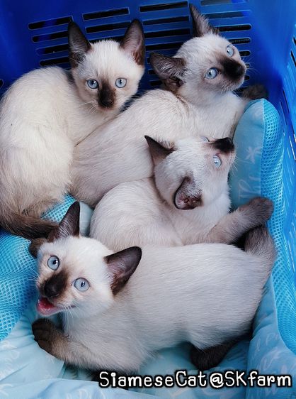 (เปิดจองลูกแมววิเชียรมาศ) แมวมงคลไทยโบราณ Siamese Cat รูปที่ 5