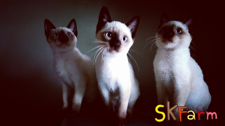(เปิดจองลูกแมววิเชียรมาศ) แมวมงคลไทยโบราณ Siamese Cat รูปที่ 13
